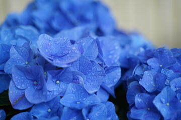 blue hydrangea flower