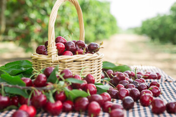 ripe juicy cherries in wicker basket in cherry garden