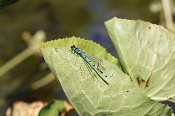 Azure damselfly male resting on a leaf
