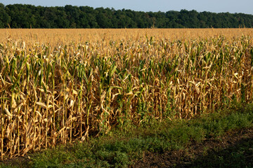 Golden ripe corn field against the background of the dawn sky