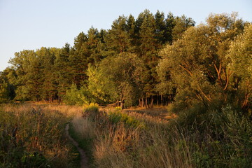 The sun shine on the pine trees in green pine forest edge on blue sky background, a beautiful East European natural woodland landscape at Sunny last summer evening
