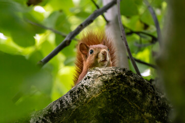 squirrel on tree