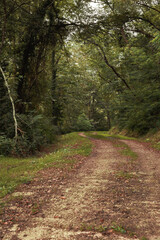 Lonely country road through a forest with autumn colors. Lonely autumnal forest
