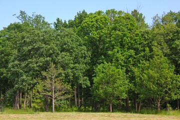 Fototapeta na wymiar Lush green grove of tall trees in the park