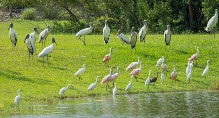 Twelve wood storks, 8 roseate spoonbills, 13 snowy egrets and a white ibis standing together on the shore of a pond.