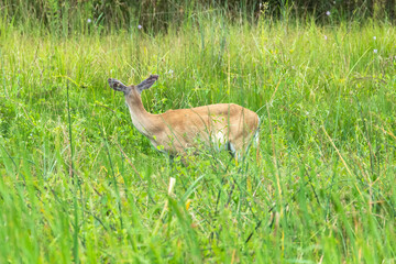 A female white-tailed deer standing in grasses with clear signs of growths on her ears.