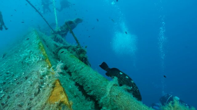 Dusky Grouper and other fishes swims abowe shipwreck Swedish ferry MS Zenobia. Wreck diving. Mediterranean sea, Cyprus