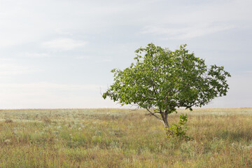 Minimalistic landscape. Beautiful tree and empty field. It good illustration for book, postcard or journal 