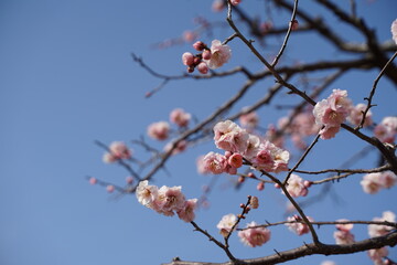 branch of a tree