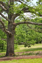 Old strong tree growing in the summer meadow.