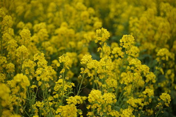 field of yellow flowers