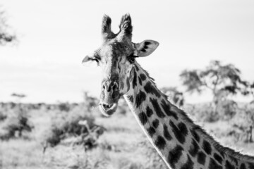 Fototapeta na wymiar Giraffe in Tansania