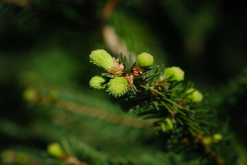 Frische grüne Triebe und Knospen an einem Nadelbaum /  an einer Kiefer (Lat.: Pinus)