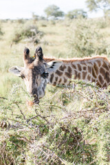 Obraz na płótnie Canvas Giraffe in Tansania