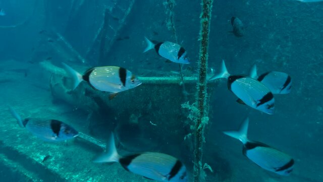 Lifeboat on the shipwreck Swedish ferry MS Zenobia, a Dusky Grouper and flock of fishes Mediterranean chromis and Blacktail Bream swims around. Wreck diving. Mediterranean sea, Cyprus