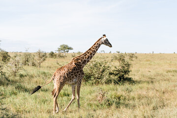 Giraffe in Tansania