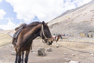 a horse resting on the mountain