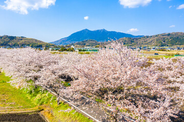 つくば霞ヶ浦りんりんロードの桜並木と筑波山 茨城県 サイクリングロード	