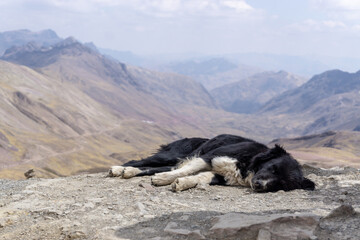 A dog sleeping on mountain