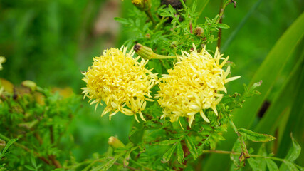 Thai Marigold Flower In The Backyard Garden