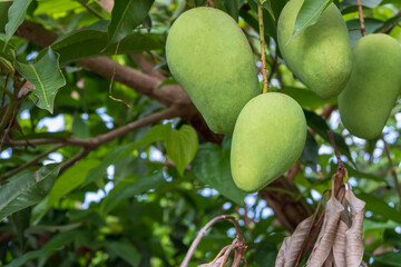 Fresh green raw mango from the mango tree