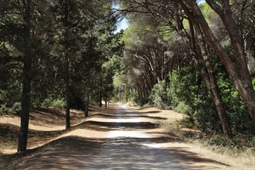 maritime pine forest
