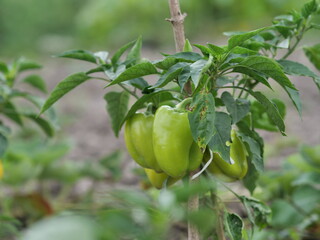 green tomatoes on the vine