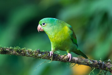 The orange-chinned parakeet (Brotogeris jugularis), also known as the Tovi parakeet, is a small mainly green parrot of the genus Brotogeris. It is found in Central America.
