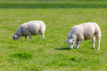 Obraz na płótnie Canvas Selective focus of two young sheep nibbling grass on the green meadow, Ovis aries are quadrupedal ruminant mammals typically kept as livestock, Lamb on the field in countryside, Netherlands.