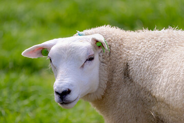 Naklejka na ściany i meble Close up face of sheep standing on the green meadow with selective focus, Ovis aries are quadrupedal ruminant mammals typically kept as livestock, Lamb on the field in countryside, Netherlands.