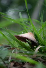 mushroom in the forest