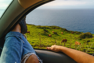 Horizontal landscape of animals in a meadow. Panoramic green meadow with cows seeing from a car window.