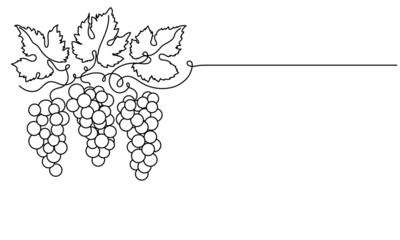 Bunches of grapes and leaves. Vine. Vector line drawing on white or transparent background
