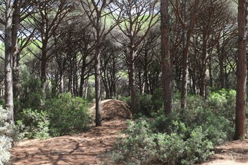 sunny pine forest of maritime pines