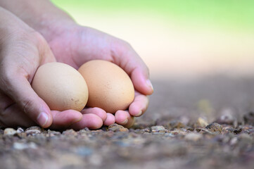 Asia woman's hand holds a pair of chicken eggs in blurred background of farm