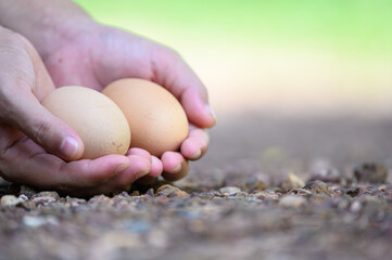 Asia woman's hand holds a pair of chicken eggs in blurred background of farm