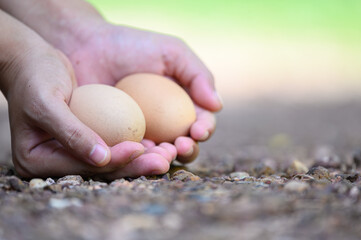 Asia woman's hand holds a pair of chicken eggs in blurred background of farm