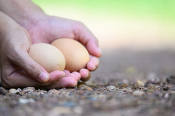Asia woman's hand holds a pair of chicken eggs in blurred background of farm