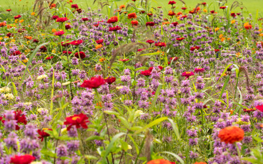 Obraz na płótnie Canvas Meadow with grasses and flowers in different colors, like red, orange, purple. 