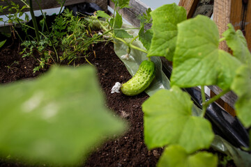 Ogródek warzywny na balkonie 1