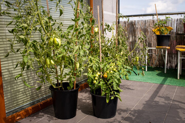 Ogródek warzywny na balkonie 1