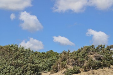 Fototapeta na wymiar Mediterranean vegetation with sky background with puff clouds