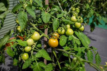 Ogródek warzywny na balkonie 1