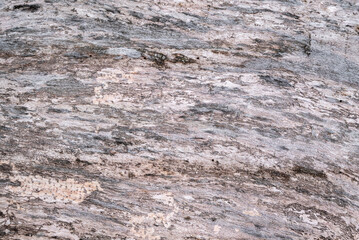 Clear texture of an old tree in the forest. 4k photorealistic texture