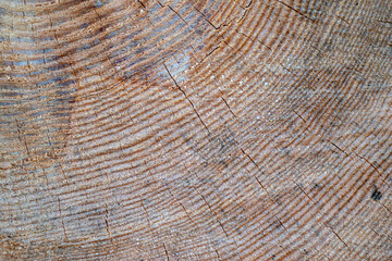 Clear texture of a cut of a tree for logging. 4k photorealistic texture