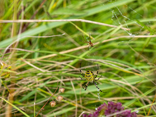Male attempting to Mate with Female Wasp Spider