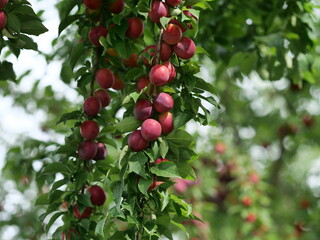 red apples on a branch
