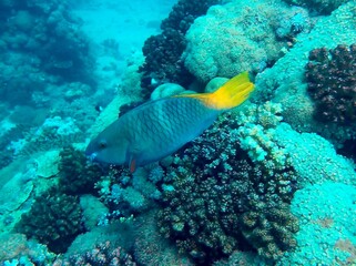 Naklejka na ściany i meble coral reef with parrot fish