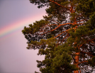 Rainbow with scottish pine during sunset after a rain shower. Coniferous tree in the wilderness.