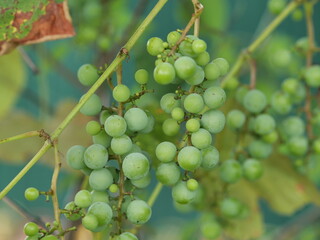 bunch of grapes